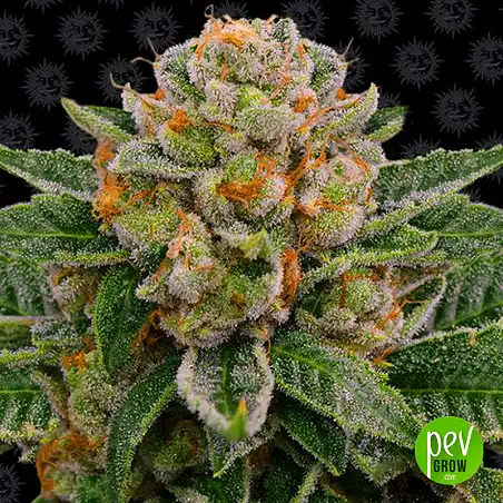 Skywalker OG Auto - Barneys Farm 1