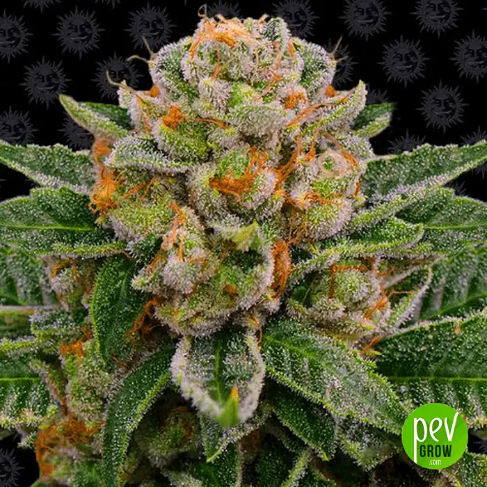 Skywalker OG Auto - Barneys Farm 1