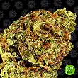 Watermelon Zkittlez Auto - Barneys Farm Watermelon Zkittlez Auto - Barneys Farm