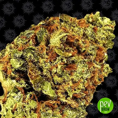 Watermelon Zkittlez Auto - Barneys Farm