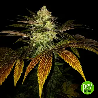 Orangesicle - TH Seeds