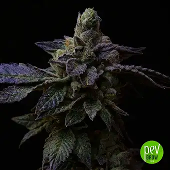 Suguz - R-Kiem Seeds