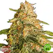 Tropic Punch - Heavyweight Seeds Tropic Punch - Heavyweight Seeds