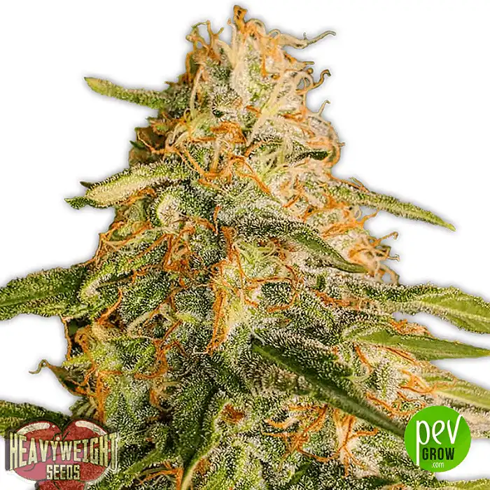 Tropic Punch - Heavyweight Seeds