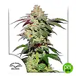 Skywalker Haze - Dutch Passion