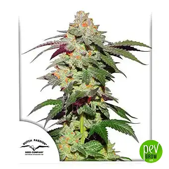 Skywalker Haze - Dutch Passion