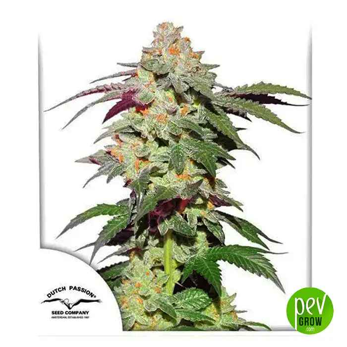 Skywalker Haze - Dutch Passion