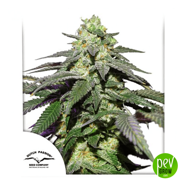 Skywalker Haze Auto