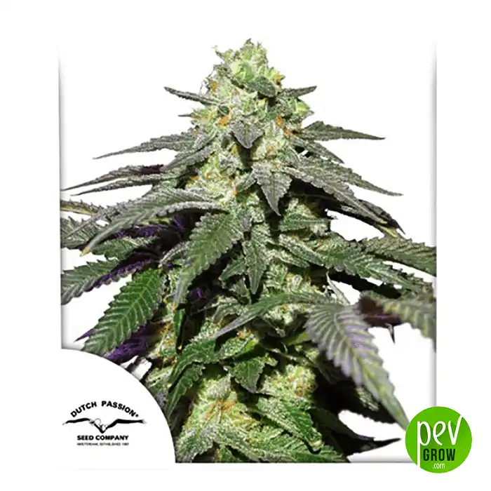 Skywalker Haze Auto - Dutch Passion