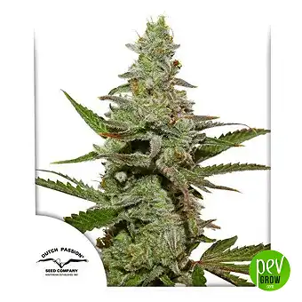 Amsterdam Amnesia - Dutch Passion