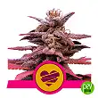 Wedding Crasher - Royal Queen Seeds Wedding Crasher - Royal Queen Seeds
