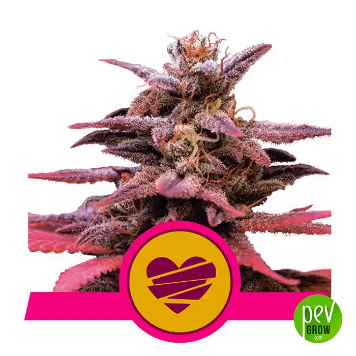 Wedding Crasher - Royal Queen Seeds