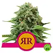 Royal Runtz - Royal Queen Seeds Royal Runtz - Royal Queen Seeds