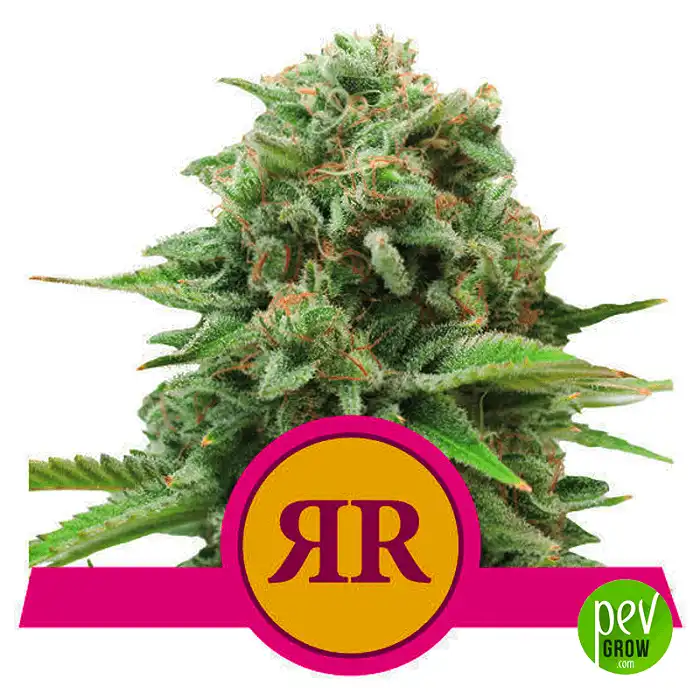 Royal Runtz - Royal Queen Seeds