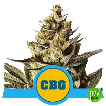 Royal CBG Auto van Royal...