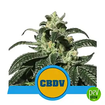 Royal CBDV Auto, Royal...