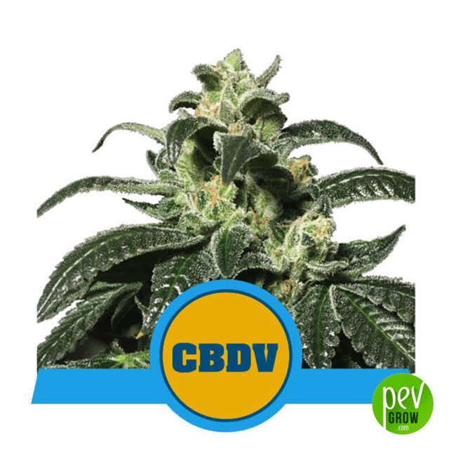 Royal CBDV Auto