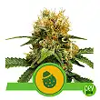 Do-si-dos Automatic - Royal Queen Seeds