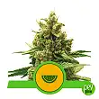 Watermelon Auto - Royal Queen Seeds