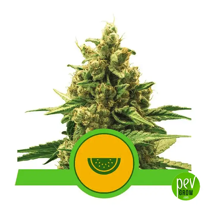 White Widow Semi di Cannabis - Royal Queen Seeds