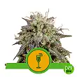 Mimosa Auto - Royal Queen Seeds Mimosa Auto - Royal Queen Seeds