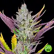 Wedding Glue Auto - FastBuds