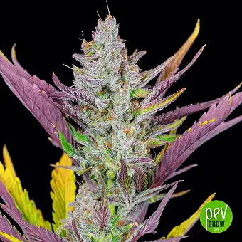 Wedding Glue Auto - FastBuds