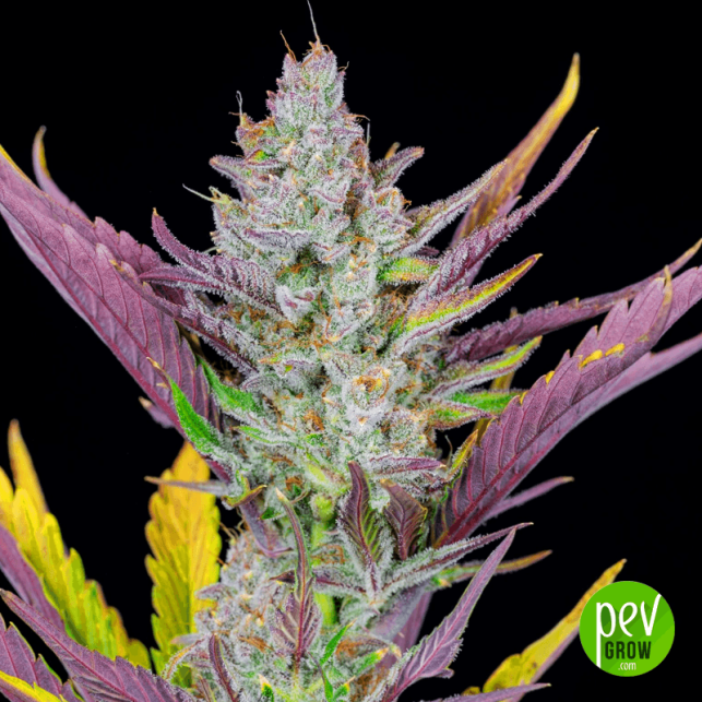 Wedding Glue Auto