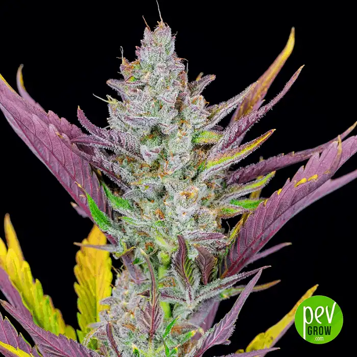 Wedding Glue Auto - FastBuds