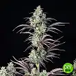 Mimosa Cake Auto - FastBuds