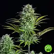 Kosher Cake Auto - FastBuds