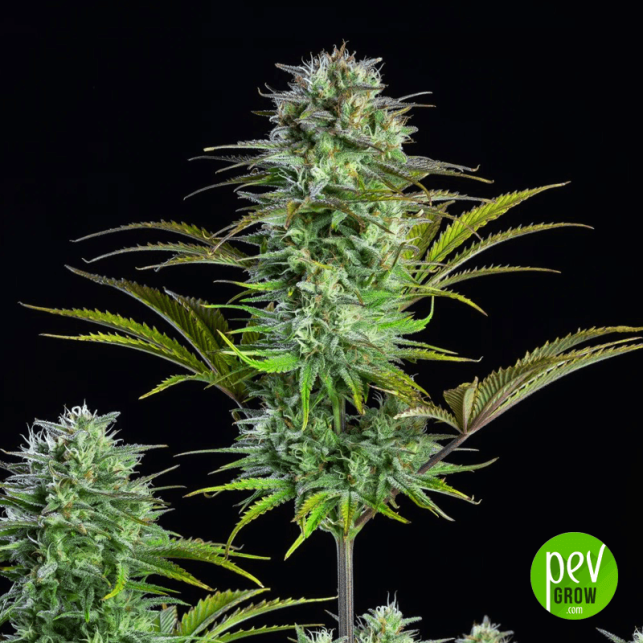Kosher Cake Auto
