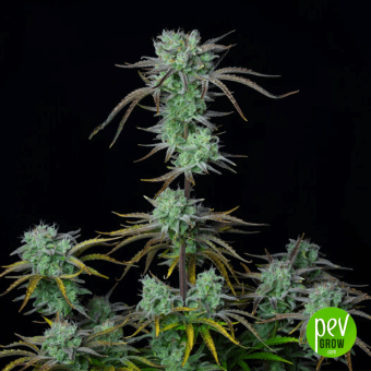 Strawberry Banana Auto - FastBuds