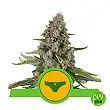 Sherbet Queen Auto - Royal Queen Seeds