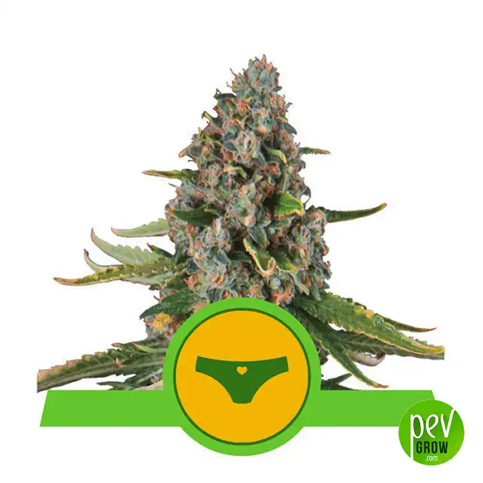 Sherbet Queen Auto - Royal Queen Seeds