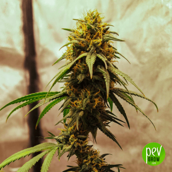 Saltwater OG Auto