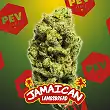 Jamaican Lambsbread - PEV Seeds