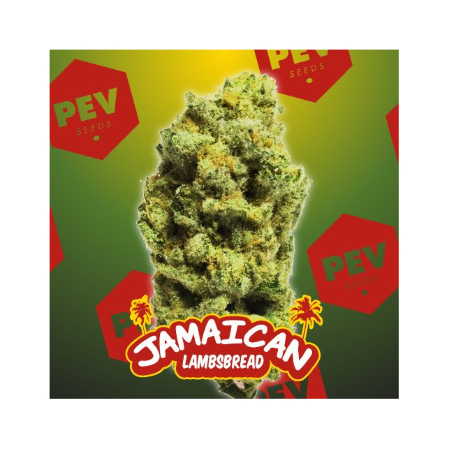 Jamaican Lambsbread - PEV Seeds