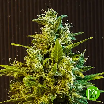 CBG Auto - Kannabia