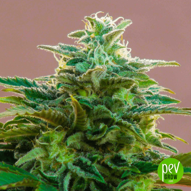 CBDV Auto