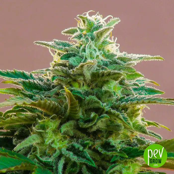 CBDV Auto - Kannabia