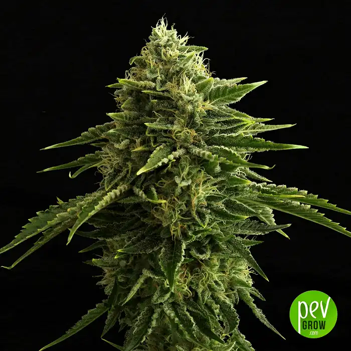 Zkit Kandy Dream - Kannabia