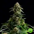 Amnesia Dream XL Auto - Kannabia