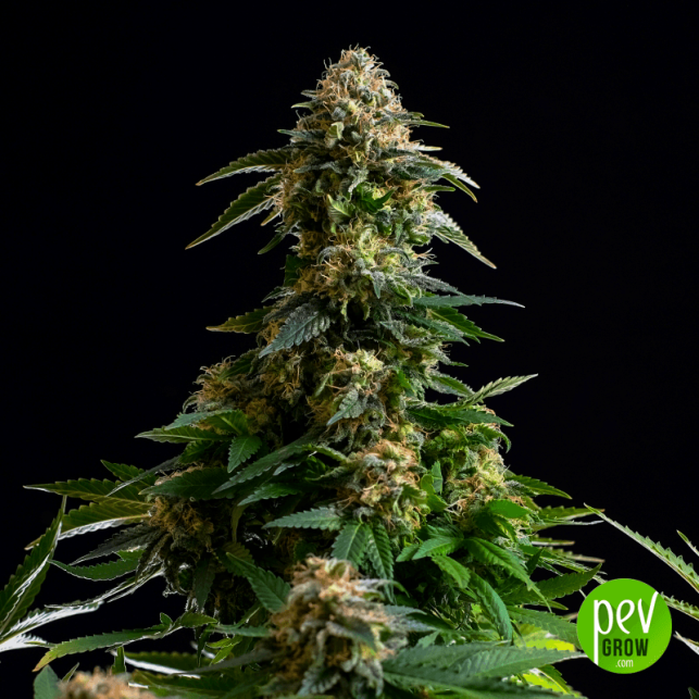 Amnesia Dream XL Auto