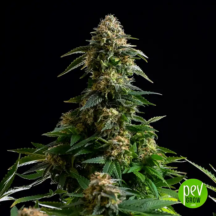 Amnesia Dream XL Auto - Kannabia