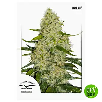 Think Big Auto - Dutch Passion