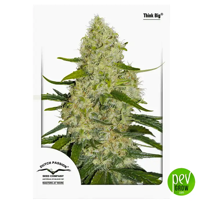 Think Big Auto - Dutch Passion