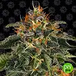 Moby Dick - Barneys Farm