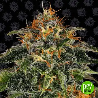 Moby Dick - Barneys Farm