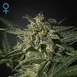 White Widow Auto - Green House